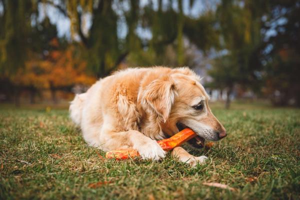 Ruffwear Gnawt-a-Stick Salamander Orange Ruffwear Gnawt-a-Stick Salamander Orange